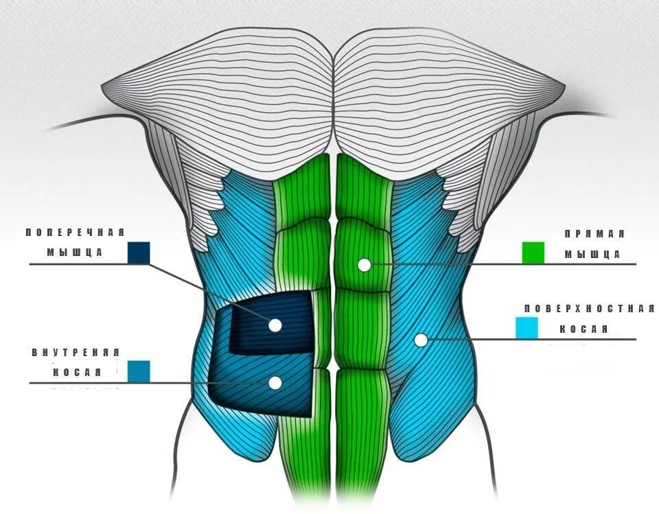 Прямые мышцы живота у мужчин. Строение мышц пресса. Строение мышц живота. Мышцы брюшного пресса анатомия. Боковые мышцы живота анатомия.