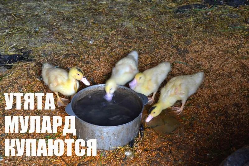 4 дня уткам