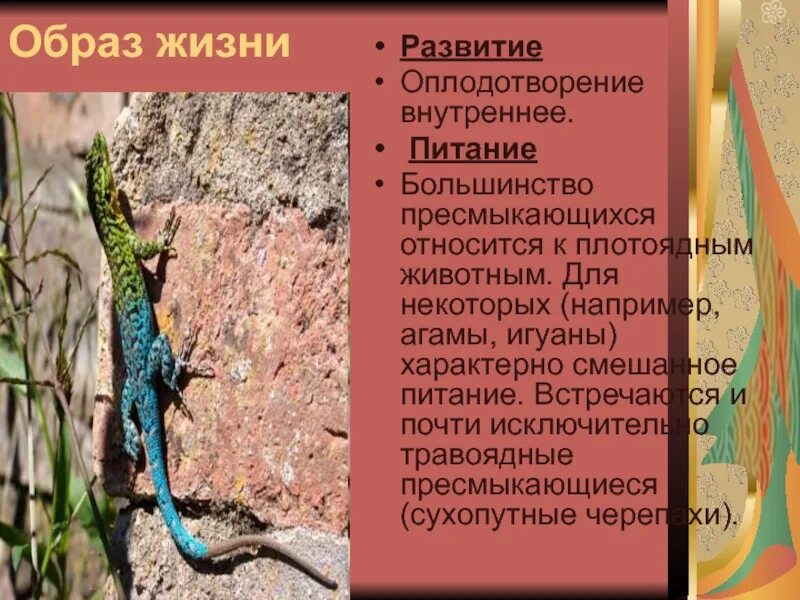 Особенность образа жизни пресмыкающихся