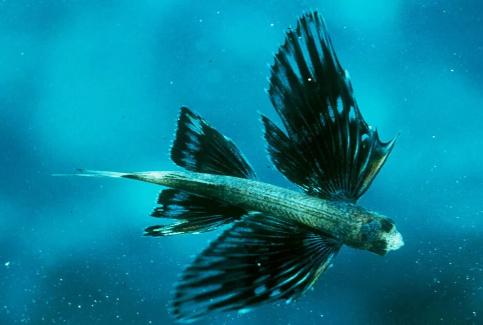 Летучая рыба 2. Пятнистый Стрижехвост рыба. Летучая рыба – Exocoetidae. Четырехкрылая летучая рыба. Летучая рыба пятнистая Стрижехвост.