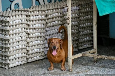 Где продать собаку быстро