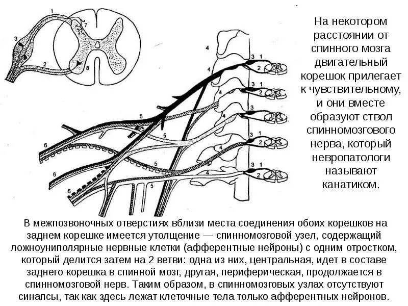 Корешок спинномозгового нерва это. Корешок спинномозгового нерва это. Задние корешки спинного мозга. Задние корешки спинномозговых нервов. Задние корешки нервов спинного мозга.