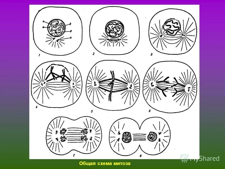 Деление клетки митоз. Схема деления митоза. Фазы митоза схема. Деление клетки митоз схема. Митотическое деление клетки схема.