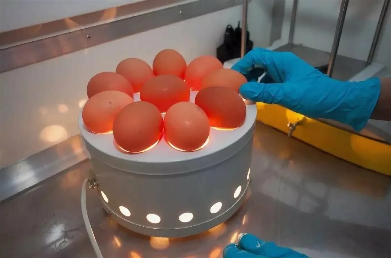 Оценка качества яиц. ОВОСКОПИЯ яиц ветсанэкспертиза. Овоскопирование куриных яиц ВСЭ. Исследование яиц на овоскопе. Экспертиза качества яиц.