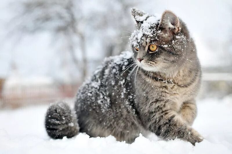 Nicks cat. Кошки зимой. Кошка в снегу. Снежный кот. Британский кот в снегу.