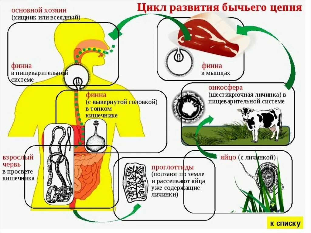 Жизненный цикл бычьего цепня начиная с яиц