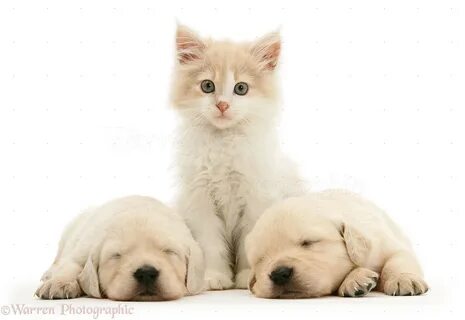 Where is kitten