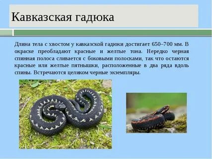 Гадюка рассказать