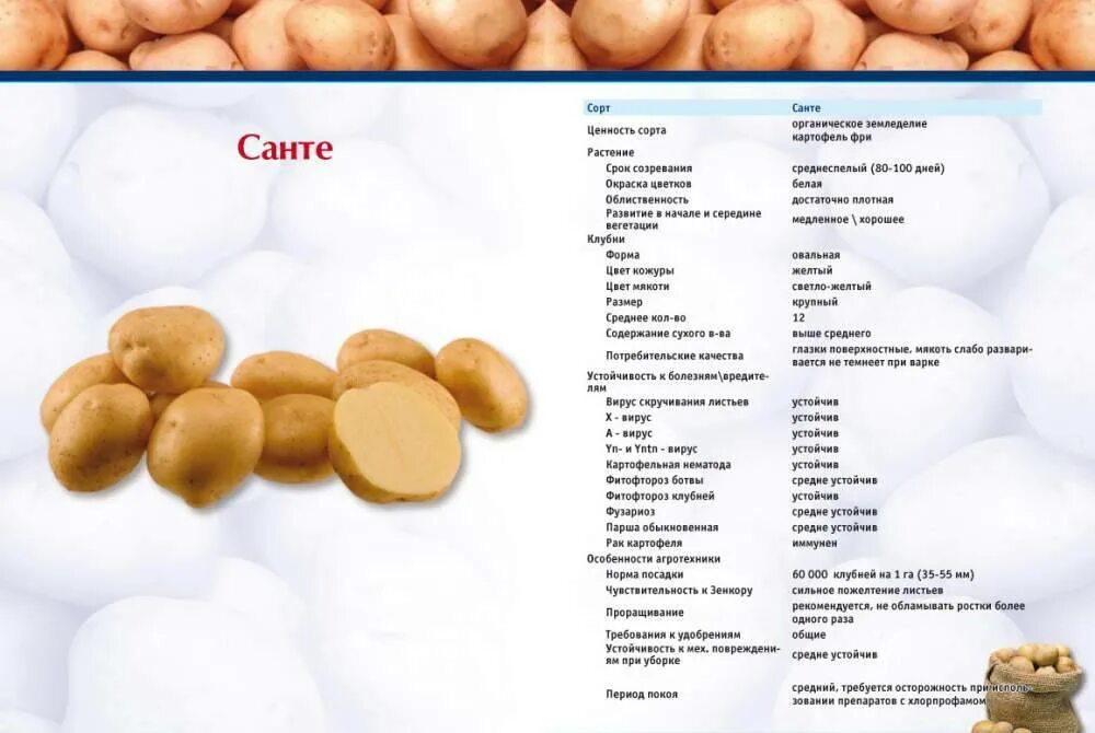 Санте картофель характеристика