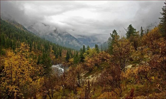 Уссурийская тайга зимой. Климат тайги. Уссурийская тайга хабаровский край. Черневая тайга кузнецкий алатау. Хребет сихотэ-алинь.
