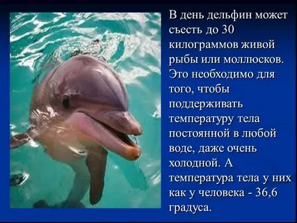 Рассказ о дельфине