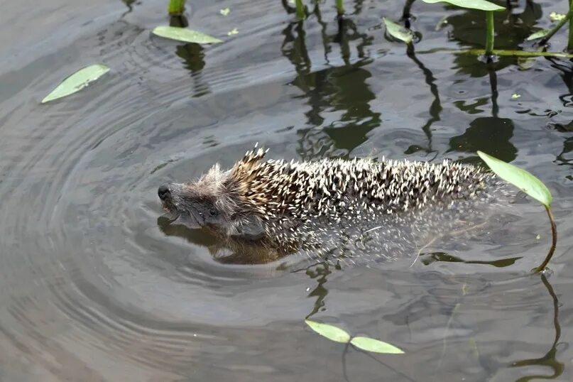 Ежик плавает. Ежик плывет. Еж плавает. Река еж. Ежик в воде