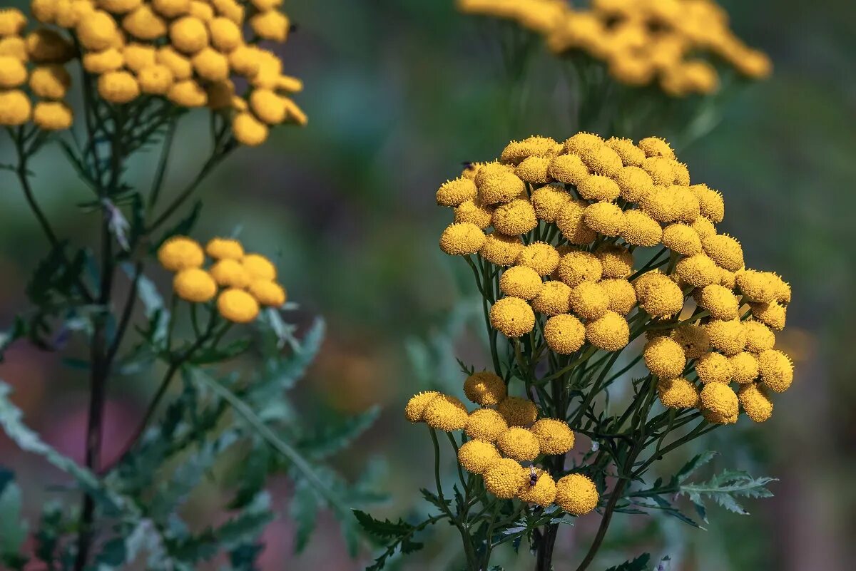 Пижма обыкновенная. Пижма Tanacetum vulgare. Tanacetum vulgare l. пижма обыкновенная. Пижма Сибирская.