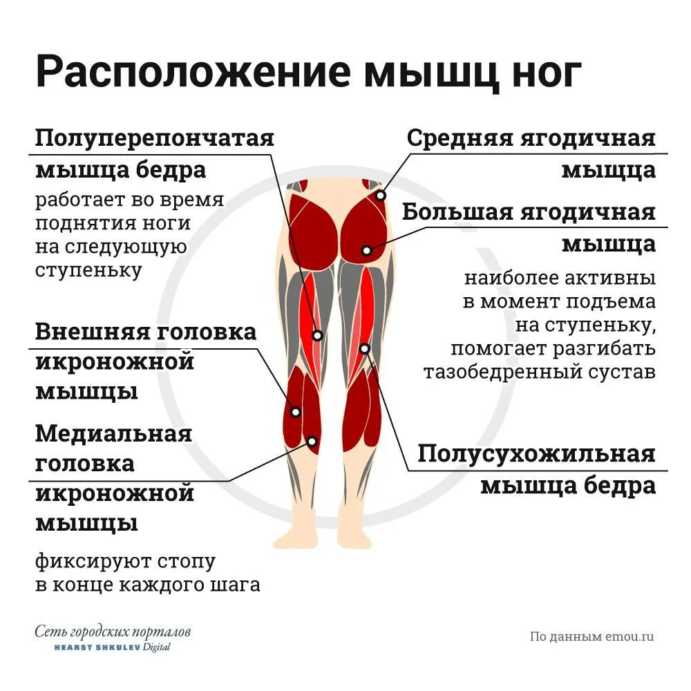 Резко начали болеть ноги. Мышцы ног. Мышцы бедра. Задние мышцы ног.