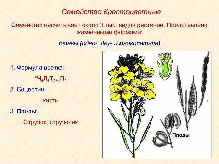 Типы цветков крестоцветных. Венчик крестоцветных. Формула крестоцветных цветков. Формула цветков растений семейства крестоцветные. Формула цветка крестоцветных двудольных.