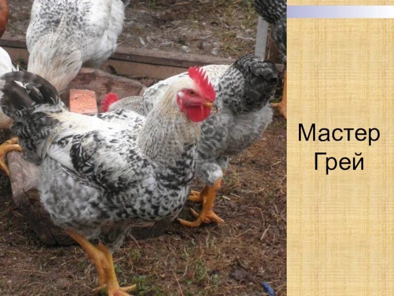 Мастер грей описание с фото характеристика. Цветной бройлер мастер грей. куры мастер грей и редбро. цветной бройлер мастер грей куры. редбро мастер грей.