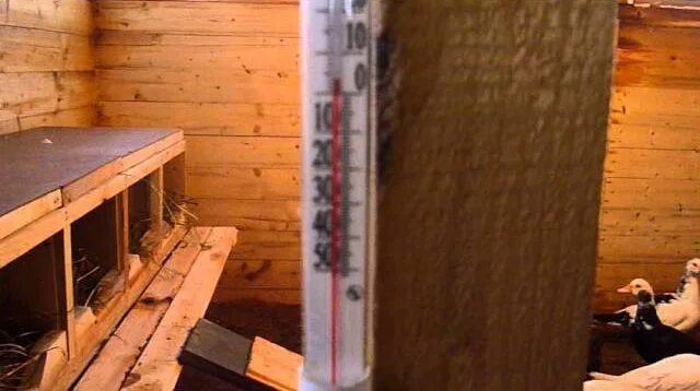 Температурный режим для несушек таблица. Температура в курятнике. Обогреватель для курятника. Куры в курятнике. Оптимальная температура в курятнике зимой для несушек.