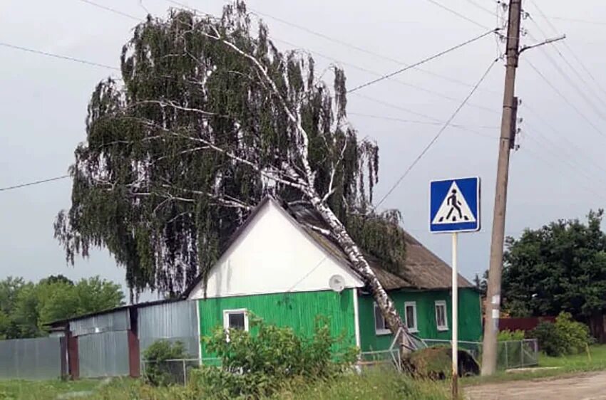 Упала на березку. Береза упала. Дерево упало на дом. Дерево упало на частный дом. Падение березы на дом.