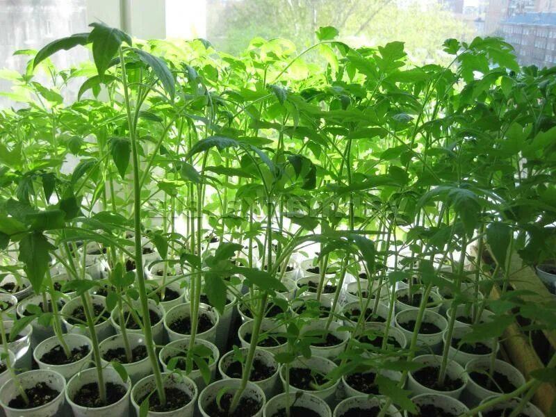 рассада томаты огурцы перцы. большая рассада помидор. перекормленная рассада томатов. трехнедельная рассада томатов. фазелис помидоры рассада.