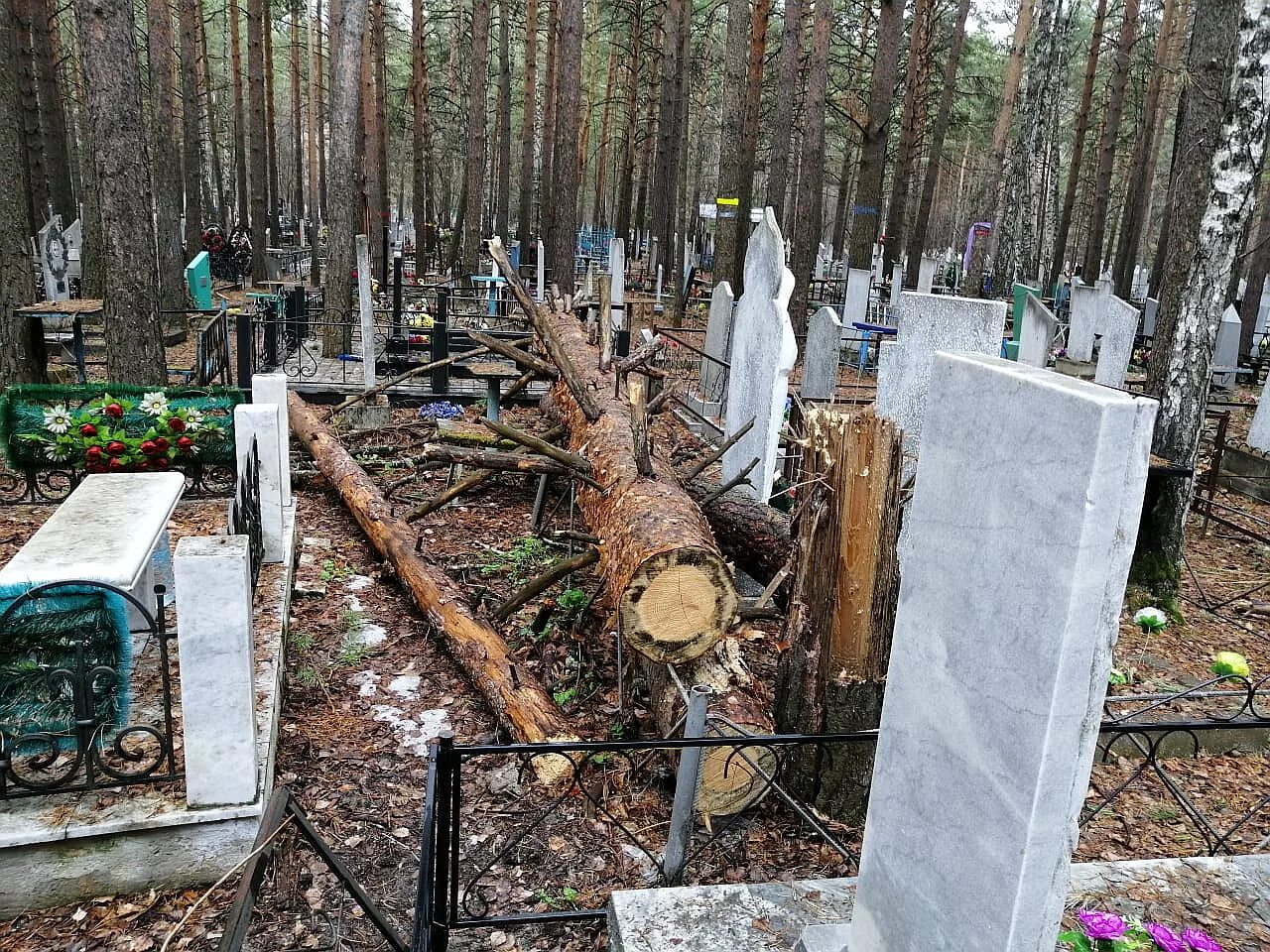 Кладбище в тихвине. Кладбище в евпатории спил деревьев. Спил деревьев на кладбище. Кто спиливает деревья на кладбище. О спиле сухих деревьев на кладбище.