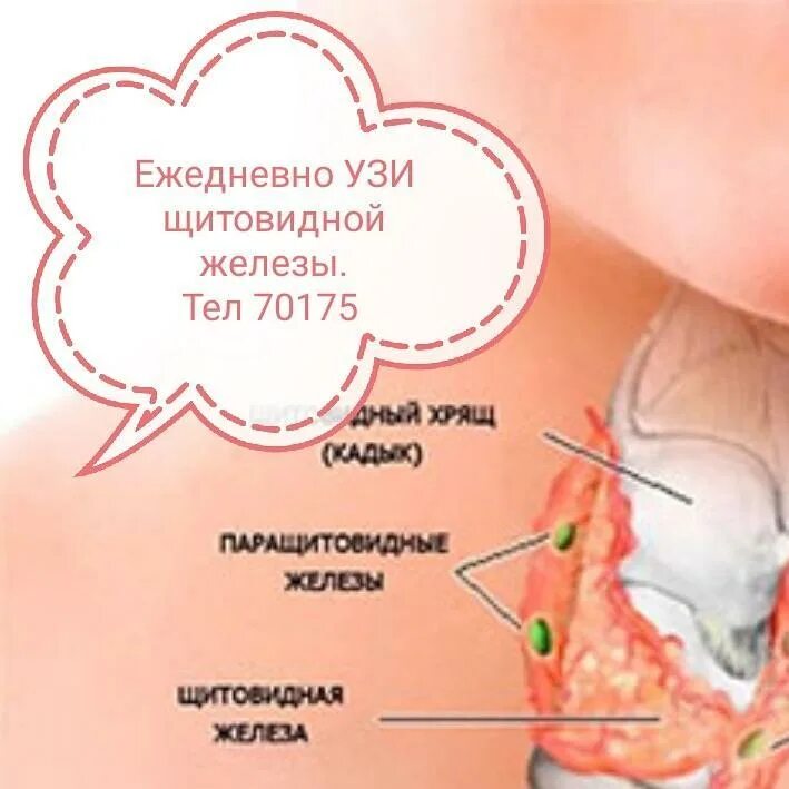 Щитовидки УЗИ щитовидки. УЗИ щитовидной железы у женщин. Можно ли перед узи щитовидной железы есть