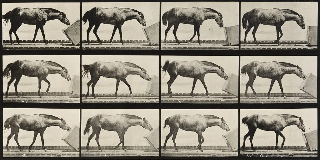 Blocking the horse. Лось и лошадь сравнение. Muybridge Art Horse. Фигуры лося и лошади сравнение. Лошадь в сравнении со свиньей.