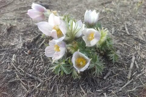 Подснежники на урале