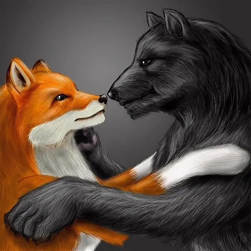 Волк и лиса 6. Лисы и волки. Волк и лиса любовь. Лиса любовь. Лиса и волк вместе.