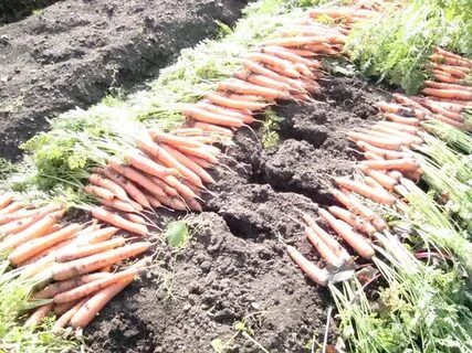 Чем подкормить морковь в июле для урожая