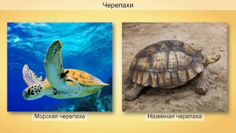 Черепахи значение в природе. Многообразие пресмыкающихся черепахи. черепахи в природе и в жизни человека. черепахи в жизни человека. пресмыкающиеся в природе и жизни человека.