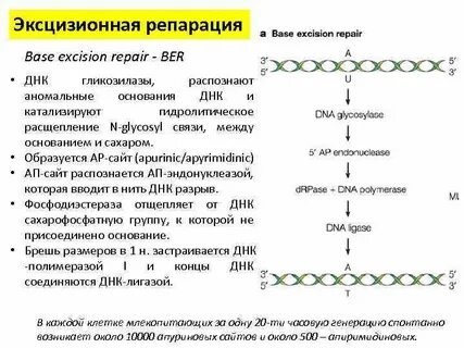 Репарация нуклеотидов