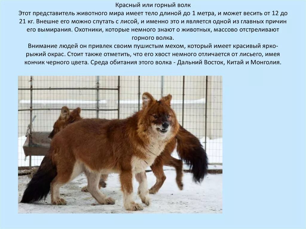 красныйтволк красная книга. на какой странице красной книги красный волк. красный волк занесен в красную книгу россии. красныймволк описание. красный волк.