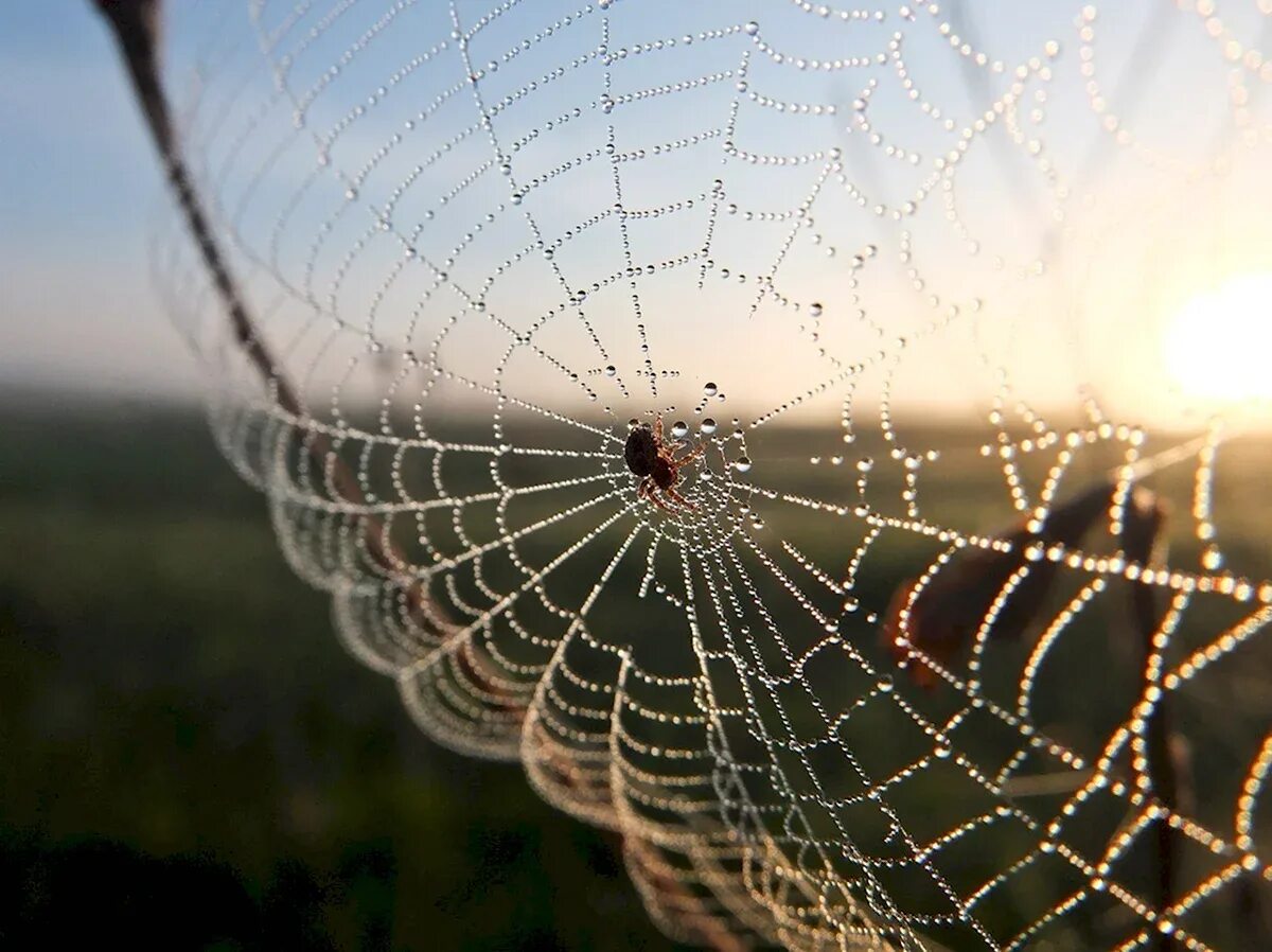 Это паук это паутина. Паутина эпейра. Паутина узор. Araneus паутина. Паук на паутине.