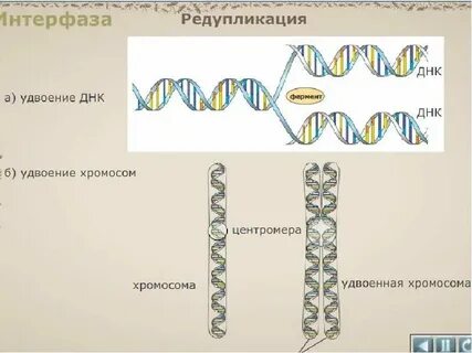 Удвоение количества днк происходит в