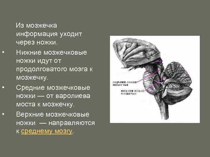 Средние ножки мозжечка. Верхние средние и нижние ножки мозжечка. Ножки мозжечка верхняя средняя нижняя. Ножки мозжечок головного мозга-. Верхние ножки мозжечка соединяют мозжечок.