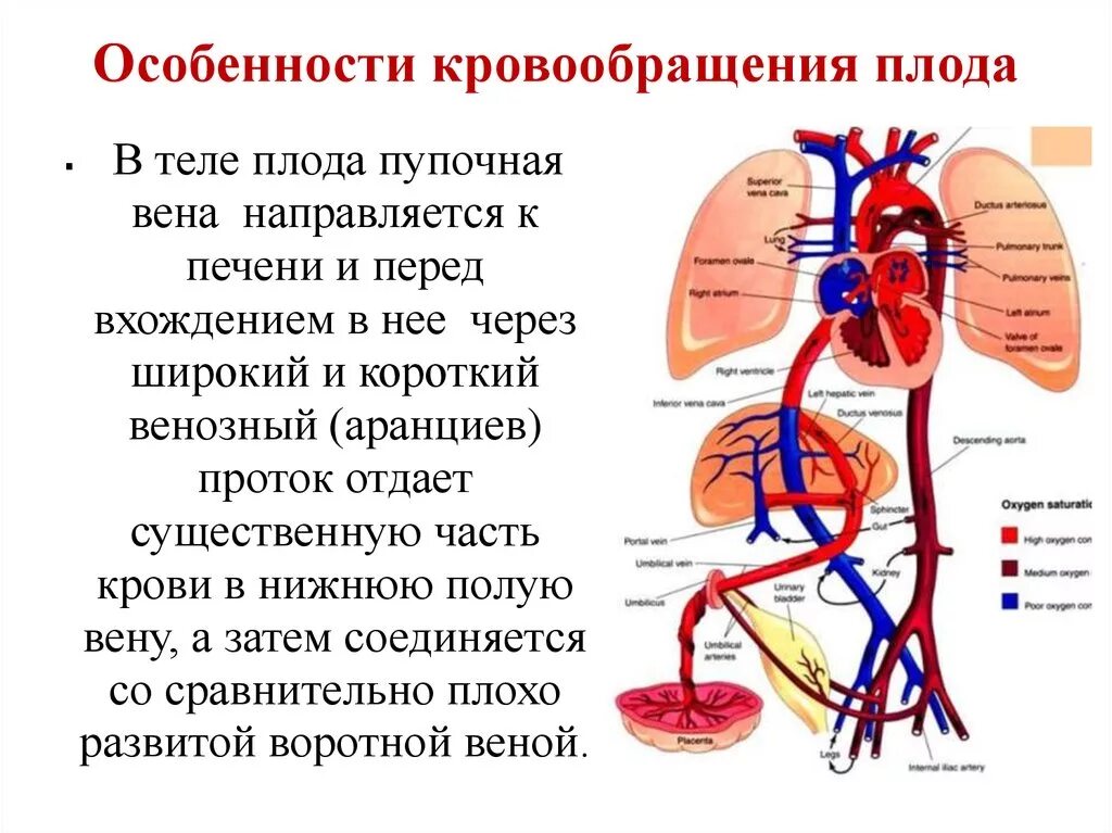 Кровообращение плода аранциев проток. Кровообращение плода пупочная Вена. Анатомия венозного протока у плода. Венозный проток Аранцев.