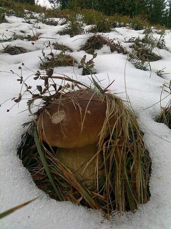 Первый гриб после зимы. Зимние грибы. Грибы под снегом. Грибы растущие зимой. Грибы зимой в лесу.