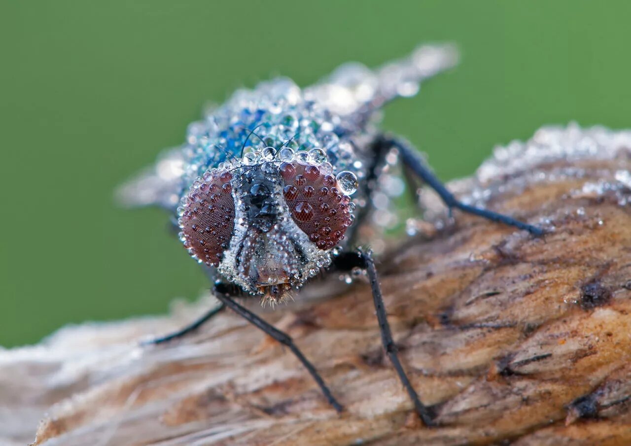 Ve f. Ve f. Вареная муха. Ve f. Овод под микроскопом.