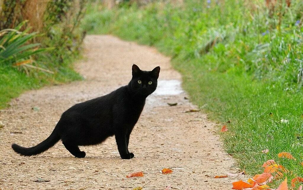 Что делать если кошка перебежала дорогу. Чёрная кошка перебежала дорогу. Чёрный кот перебежал дорогу. Черный кот перебегает дорогу. Черные коты.