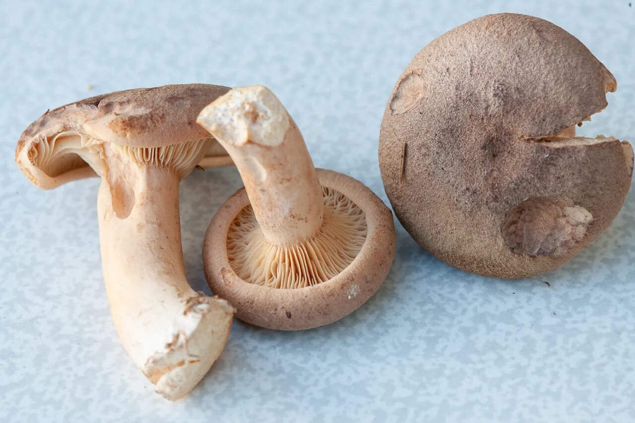 Распознавать грибов по фото
