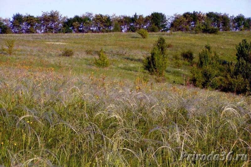 Растительный покров степи. Степи Воронежской области. Лесостепи и степи Воронежской области. Растения степи Воронежской области. Степная и лесостепная зона Воронежской обл.