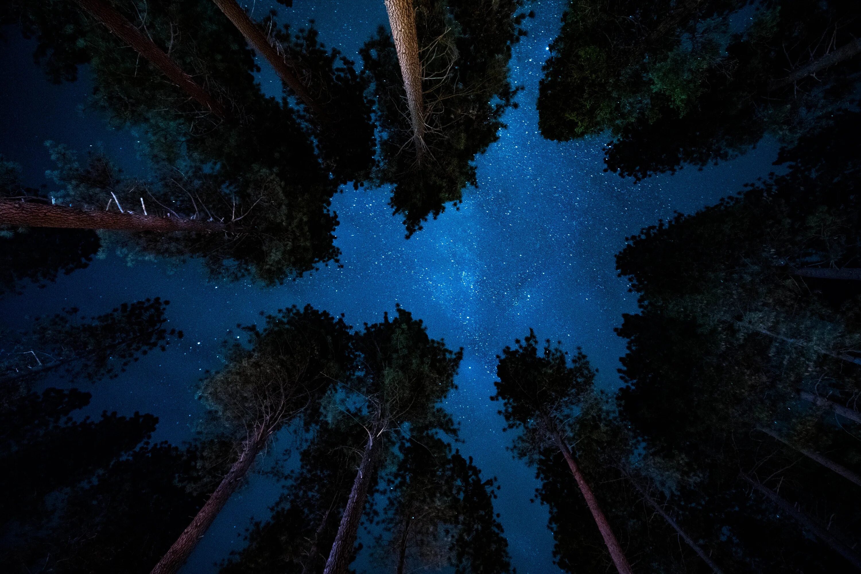 Деревья в лесу ночью. Ночное небо. ночной лес. природа ночью. ночное небо в лесу.