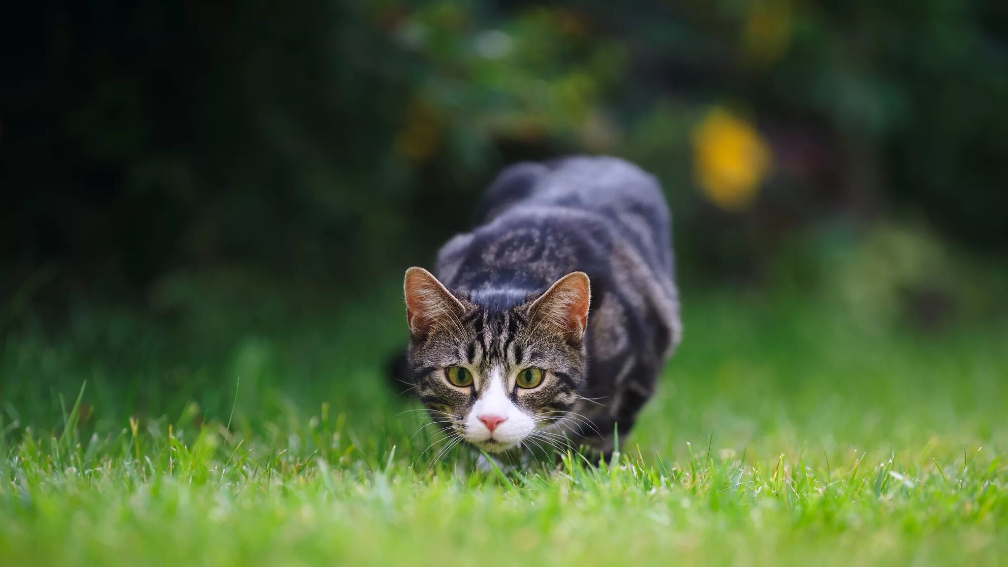 Кот крадется. Кошки на рабочий стол. трава для кошек. кот охотится.
