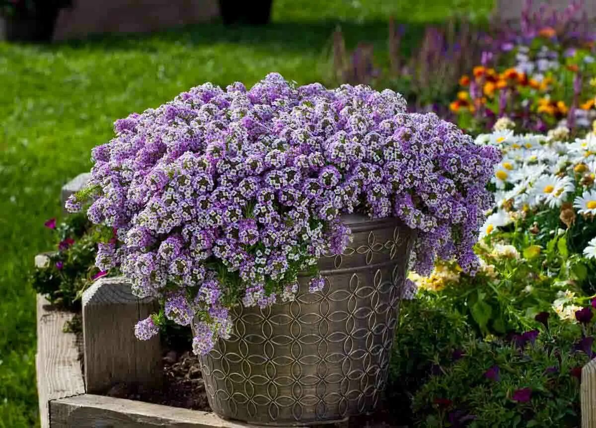 лобелия ампельная регата микс. портулак фламенко махровый. лобелия. арктотис стехасолистный. алиссум лобулярия.