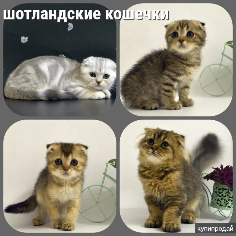 Шотландская вислоухая кошка интересные факты. Шотландская вислоухая кошка недостатки. Фигурка шотландской вислоухой кошки. Шотландская вислоухая кошка полосатая. Рассказ о вислоухой кошке.