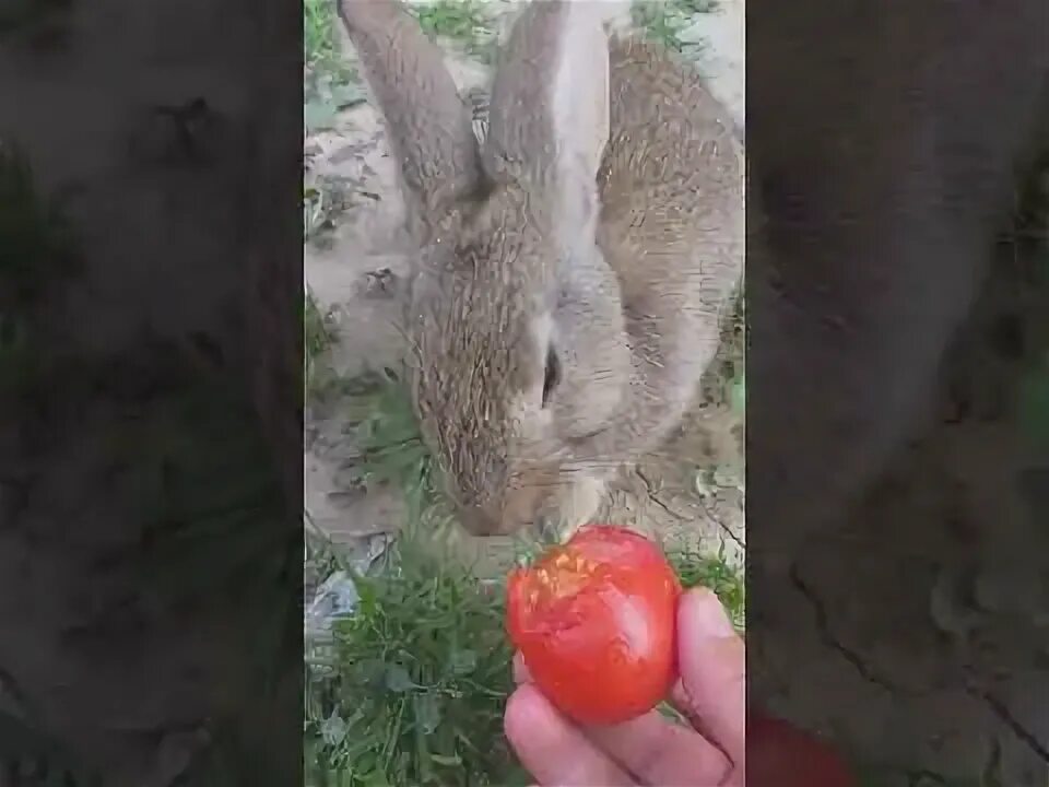 Кролик ест помидор. Кролик с помидорами. Кролик в томате. Кролик ест огурец.