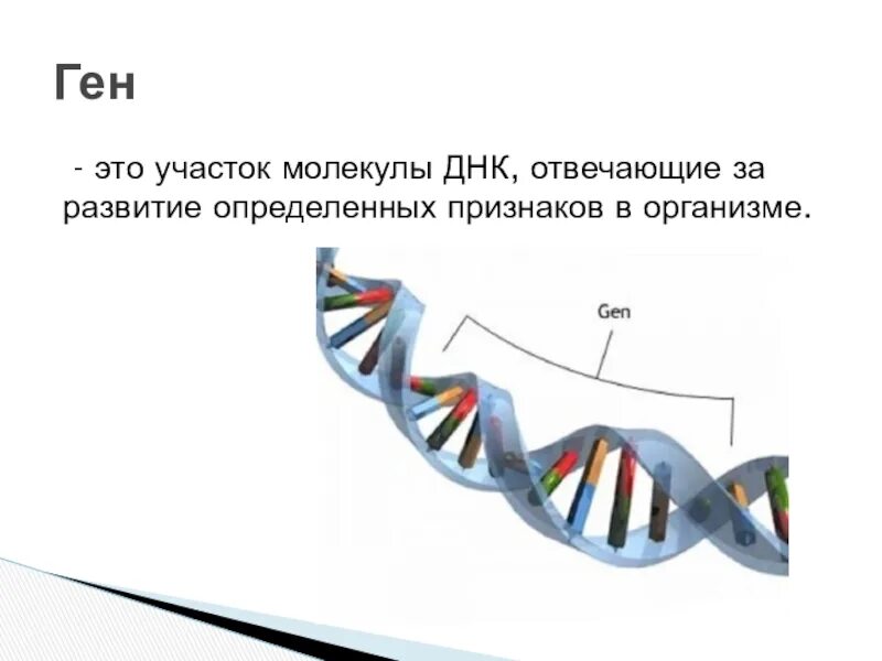 Днк наследственные признаки. Ген это в биологии. Ген участок ДНК. Гены это в биологии. Ген это участок молекулы.