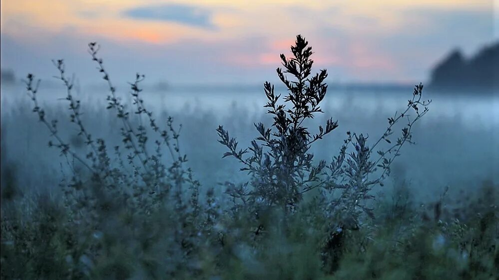 Полынь трава поле природа. Полынно-злаковая растительность. Степная трава полынь. Поле с полынью. Седой ковыль.