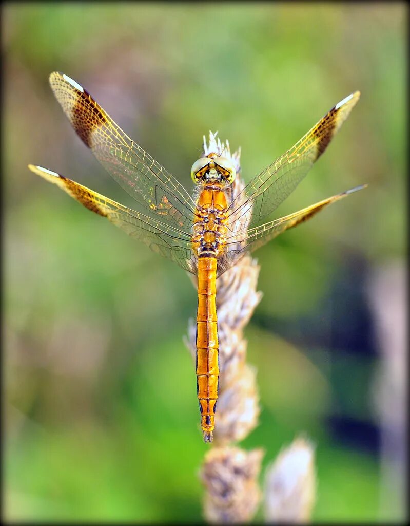 Sympetrum pedemontanum. Стрекоза. Стрекоза перевязанная. Настоящие Стрекозы.