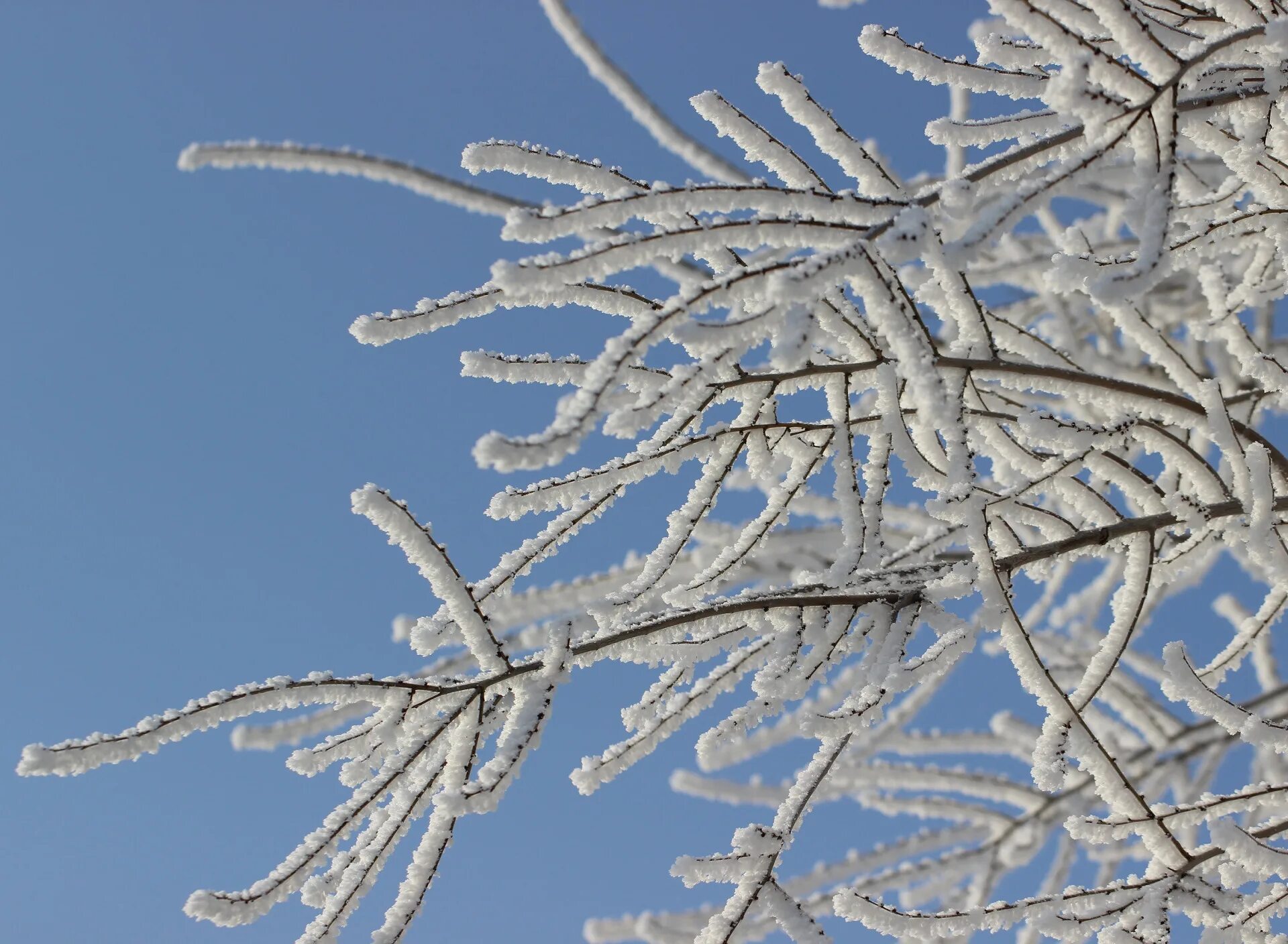 Образование инея. Иней на ветках деревьев. Е инеи. Е инеи. Зимние деревья.